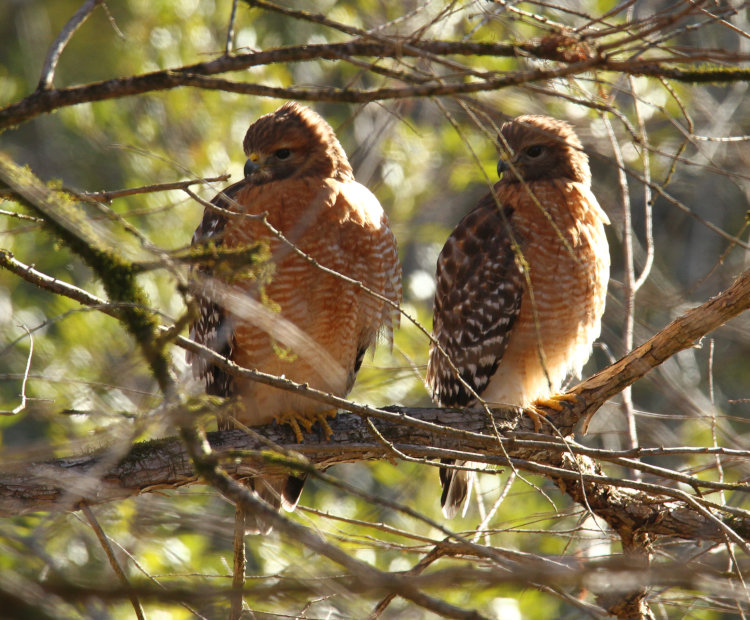 pair of red-shouldered hawks Buteo lineatus perched together on cold morning