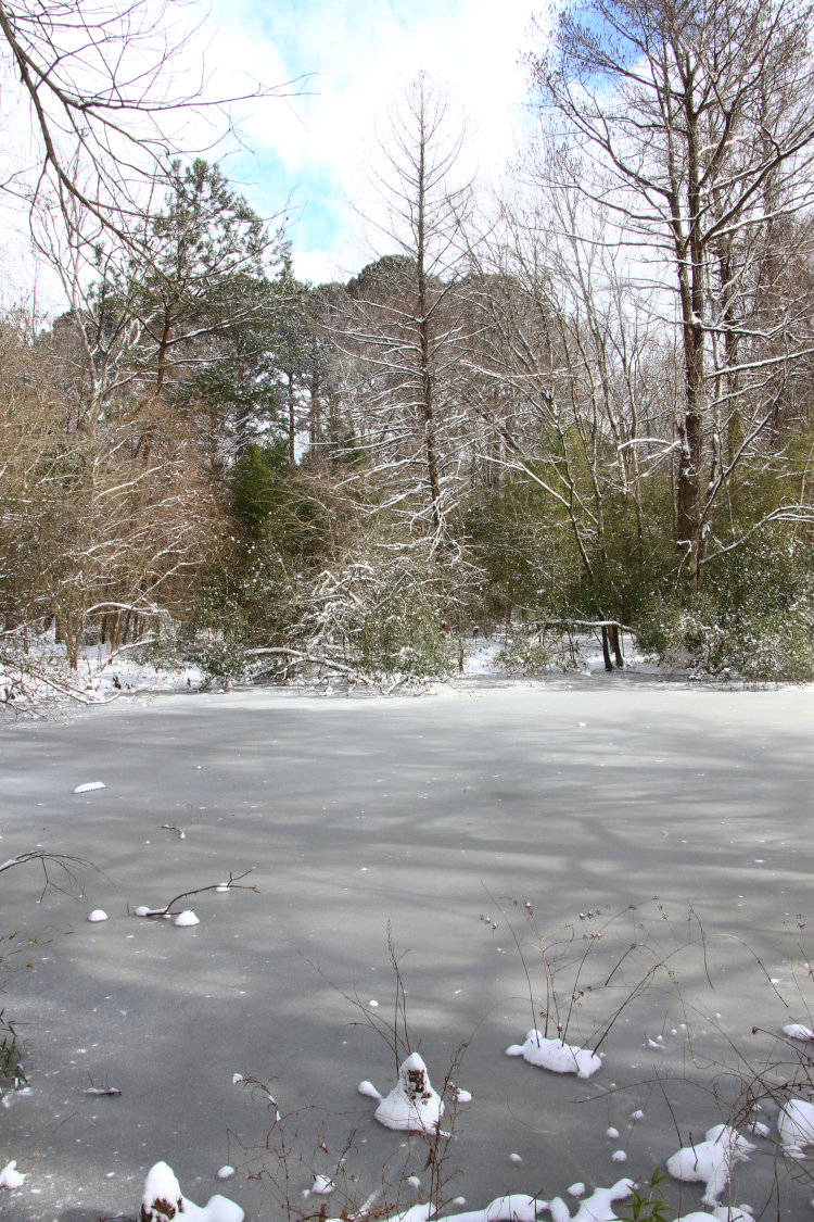 frozen pond on Walkabout Estates