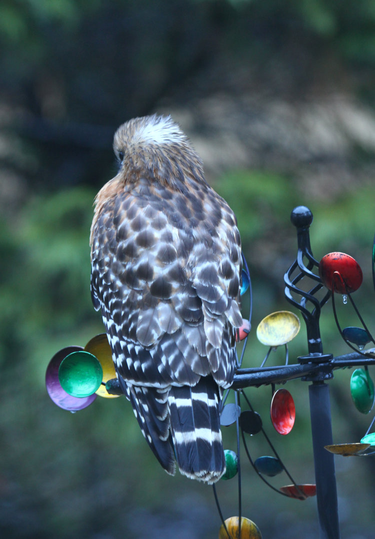 cold-looking red-shouldered hawk Buteo lineatus perched on yard decoration