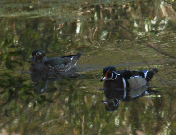 pair of wood ducks Aix sponsa getting into deep shade and under branches