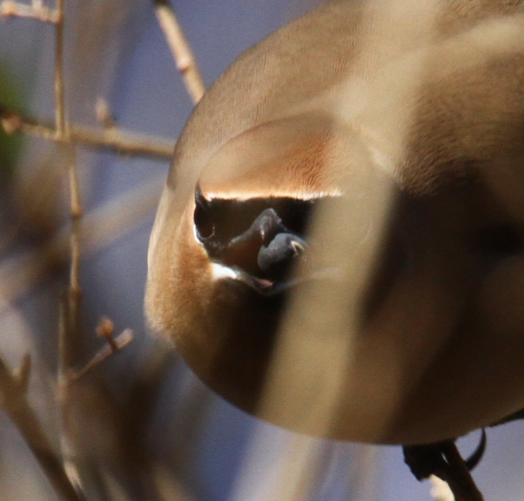 cedar waxwing Bombycilla cedrorum looking into camera with indigo berry in its beak