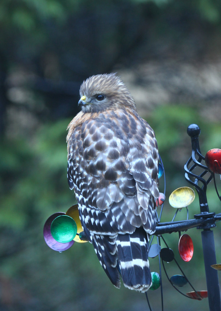 cold-looking red-shouldered hawk Buteo lineatus waiting for something to happen