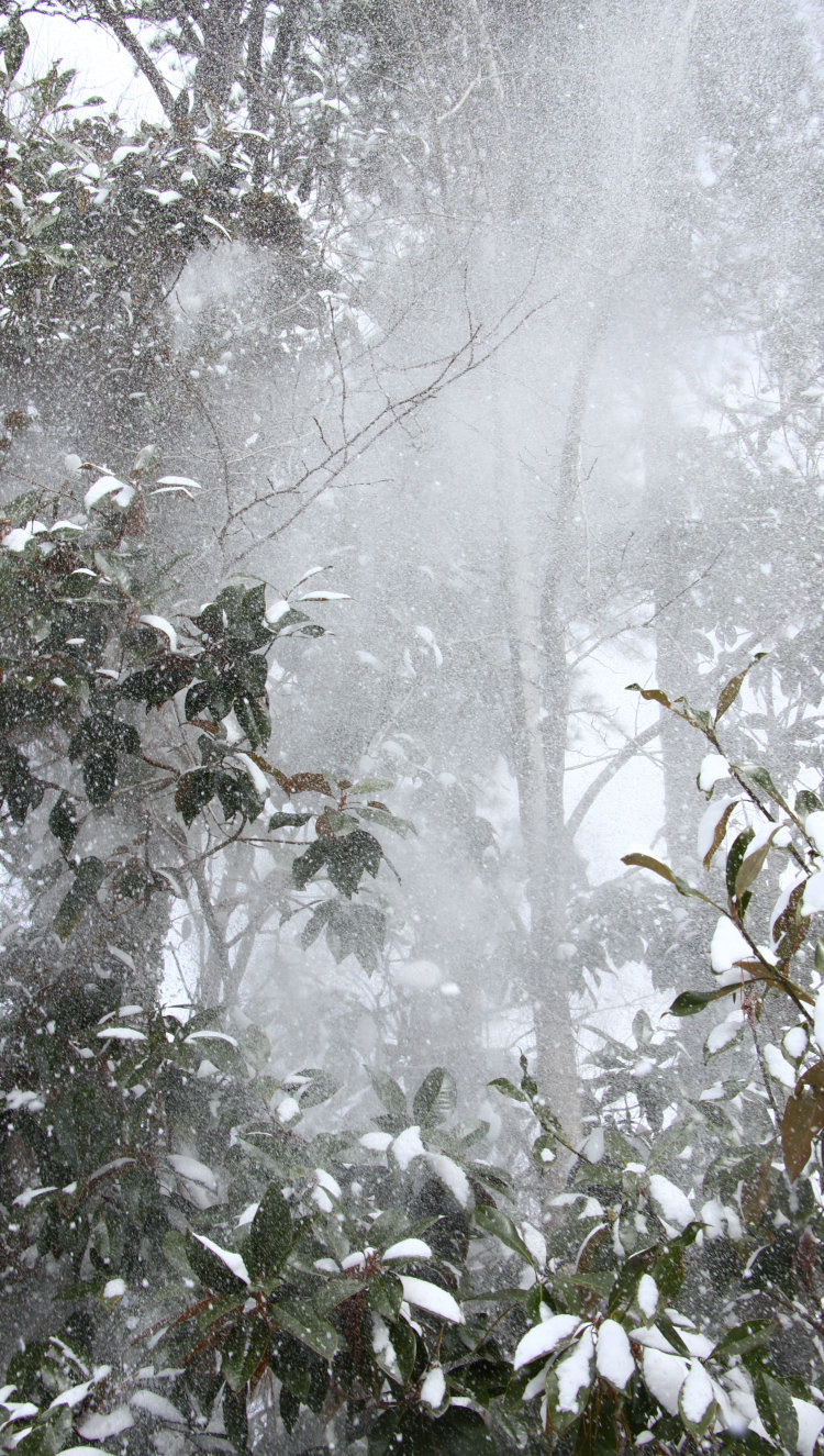 magnolia Magnoliaceae leaves dislodging burden of powdery snow