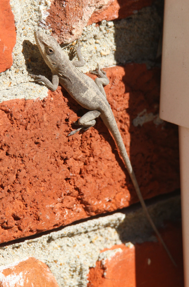 Carolina anole Anolis carolinensis out in late January in pale grey coloration