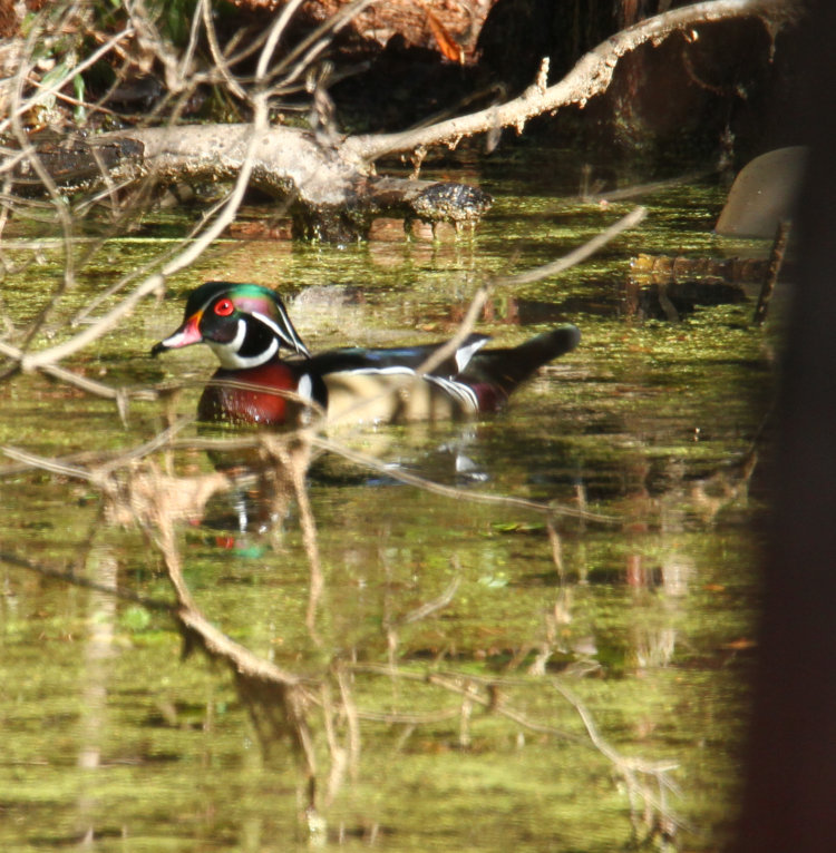 male wood duck Aix sponsa moving from bright sunlight on backyard pond