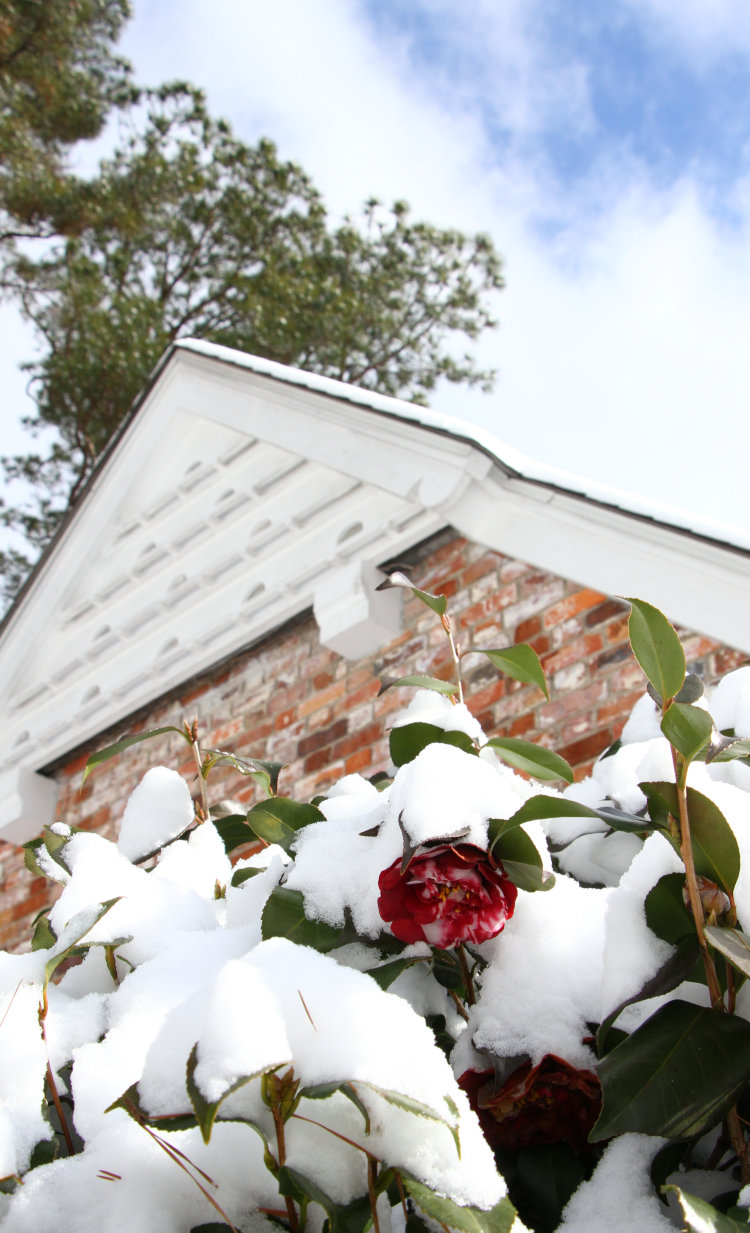 snow-covered camellia Theaceae bush still showing bright red flower