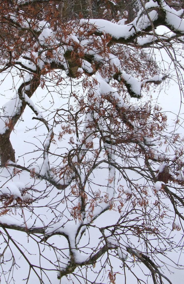 Japanese maple tree loaded with snow