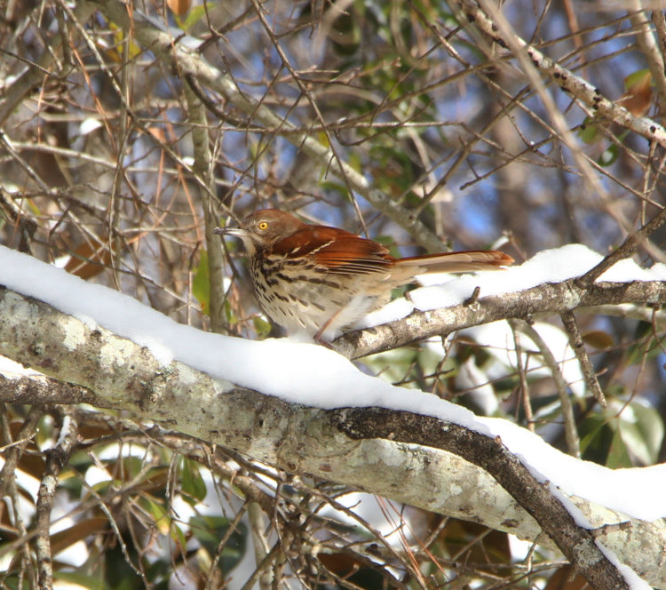 brown thrasher Toxostoma rufum perched on snow-covered branch