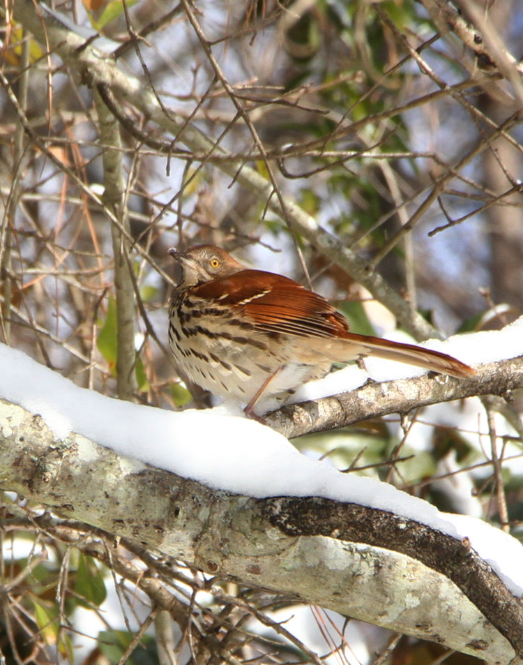 brown thrasher Toxostoma rufum possibly scolding photographer