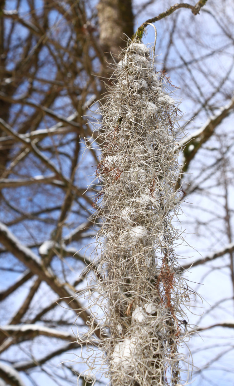 stretch of Spanish moss Tillandsia usneoides bearing clumps of snow