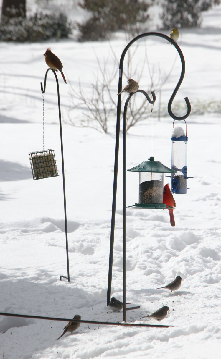 bird feeders being patronized by a variety of avian species