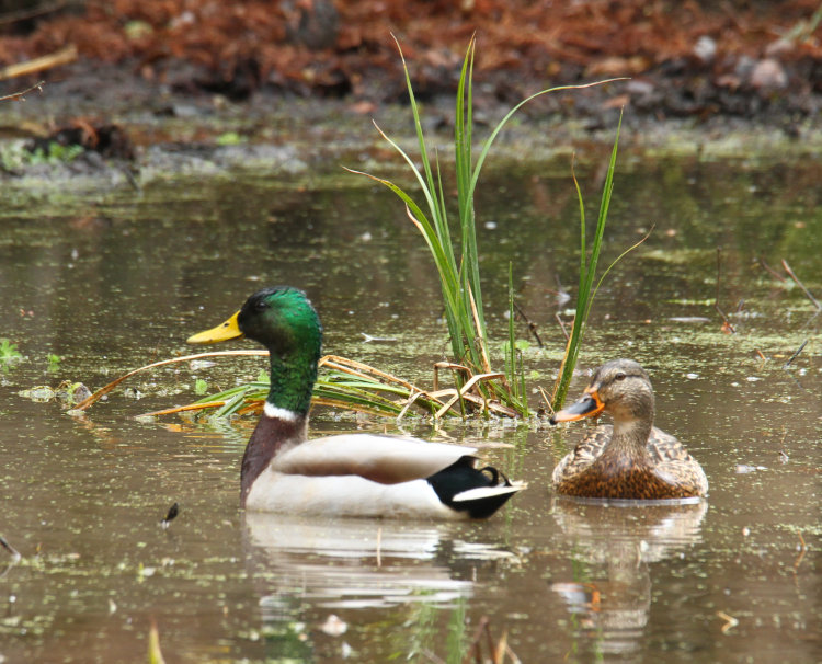 male and female mallards Anas platyrynchos pausing during feeding in the backyard pond