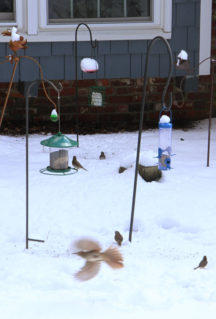 brown thrasher Toxostoma rufum flying through frame of bird feeders