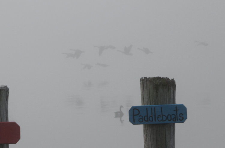 small flock of Canada geese Branta canadensis taking off in heavy fog over Pamlico River, with solitary one swimming underneath