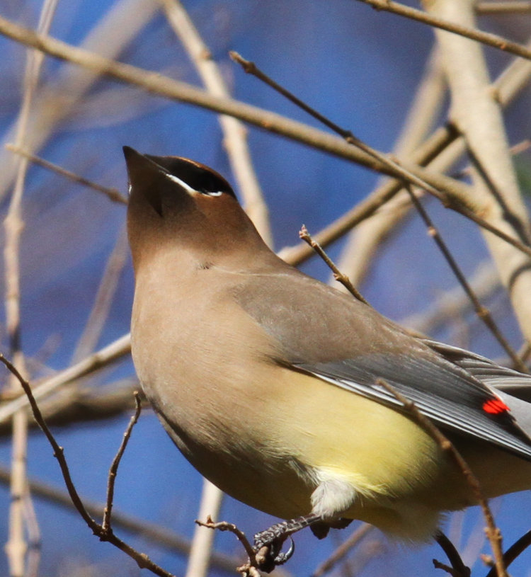 cedar waxwing Bombycilla cedrorum showing deceptive shadow