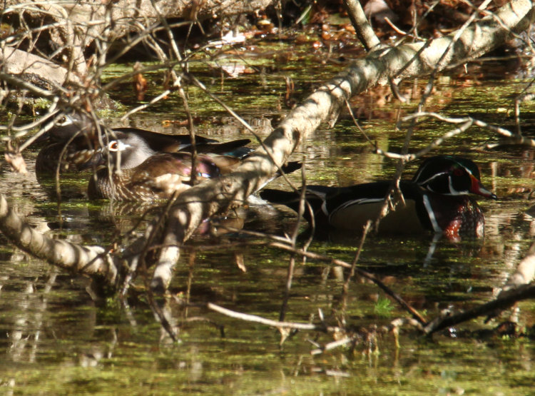 image cropped down to showing the two females and one male wood ducks Aix sponsa, under branches overhanging pond