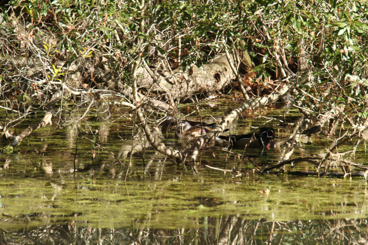 two female and one male wood ducks Aix sponsa hiding under branches overhanging main pond