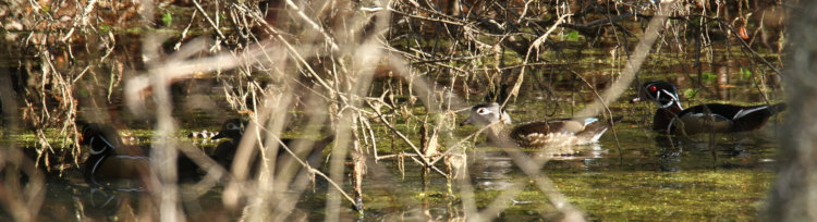 two pairs of wood ducks Aix sponsa heading for cover after sighting photographer