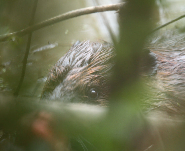 North American beaver Castor canadensis gnawing on wood at stream edge, seen through foliage