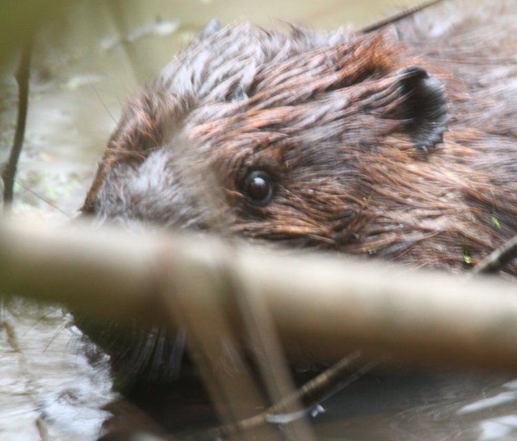 North American beaver Castor canadensis gnawing on wood at stream edge, seen through foliage