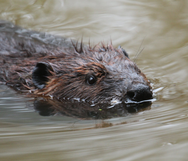 North American beaver Castor canadensis swimming in open water with curiosity