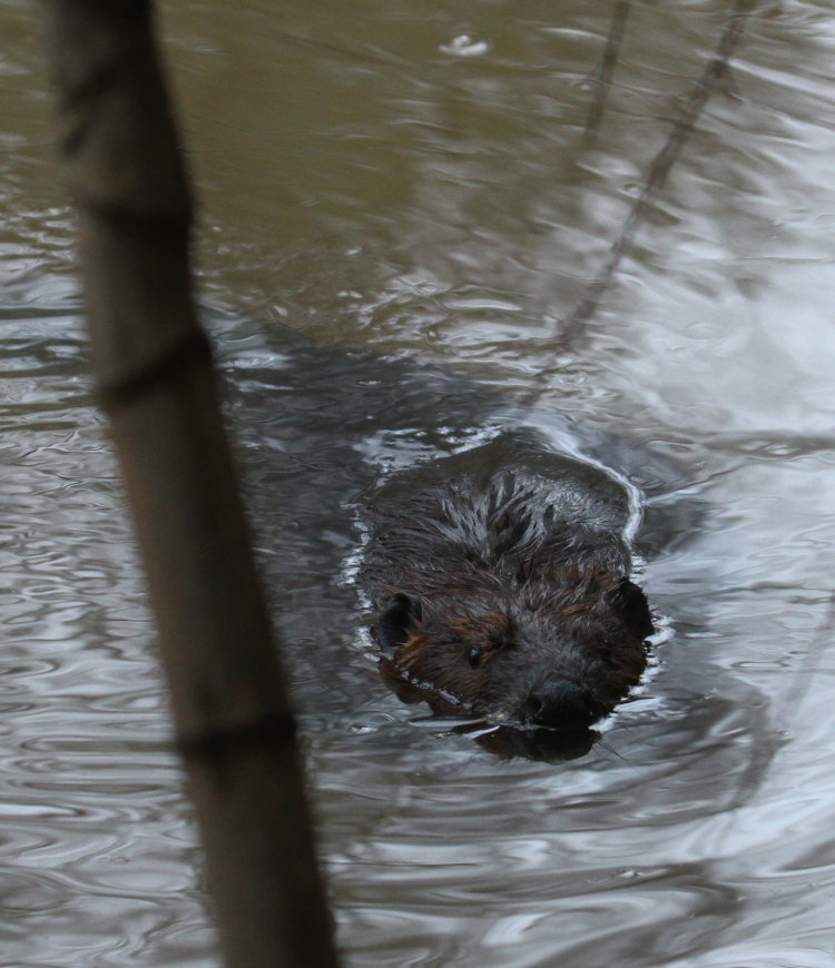 North American beaver Castor canadensis pausing to consider the noise the photographer was making