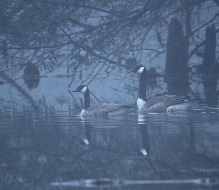 pair of Canada geese Branta canadensis in lower, bayou-like pond