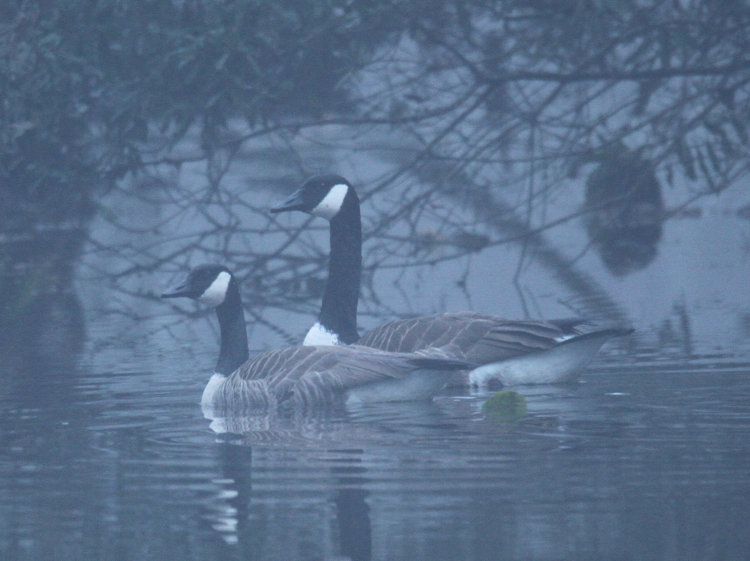 pair of Canada geese Branta canadensis in lower, bayou-like pond, showing distinct size disparity