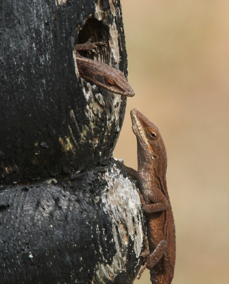 pair of Carolina anoles Anolis carolinensis hanging out on lamp post