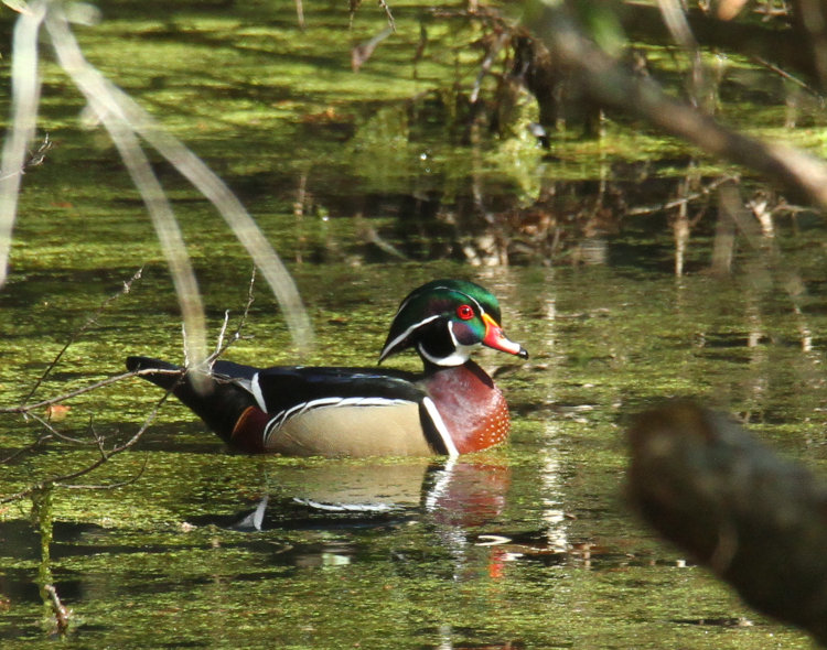 male wood duck Aix sponsa venturing out into sunlight