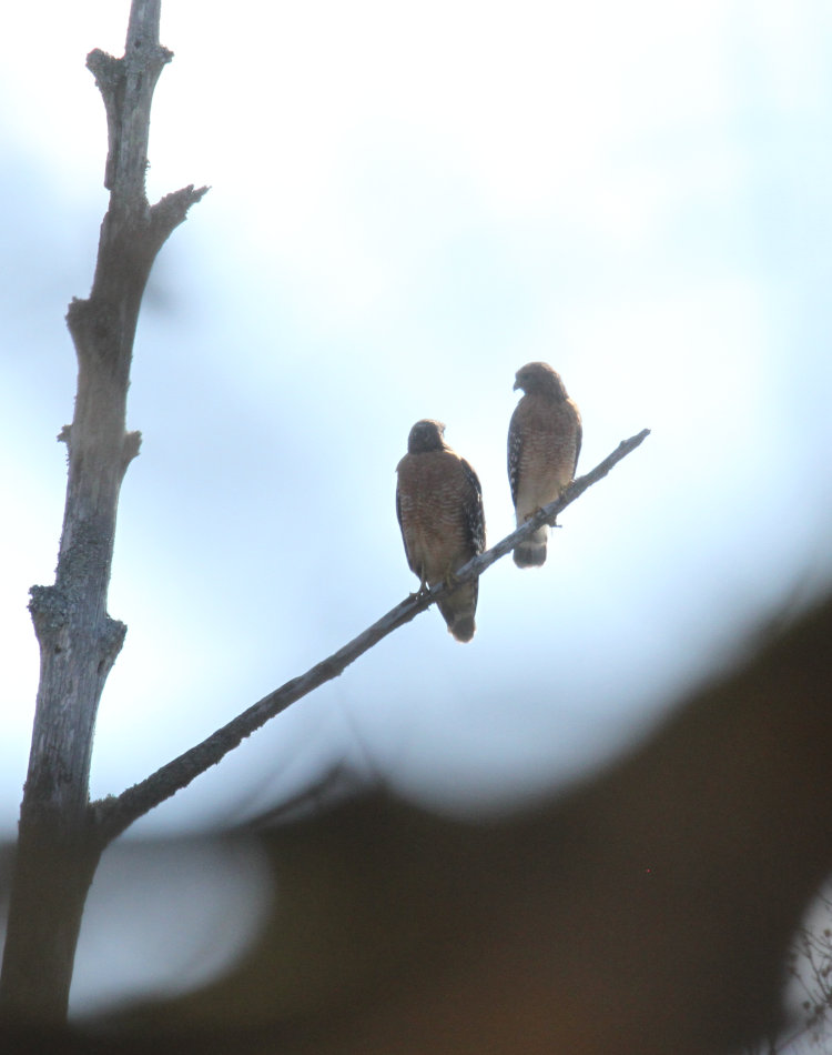 likely mated pair of red-shouldered hawks Buteo lineatus perched on dead tree in distance