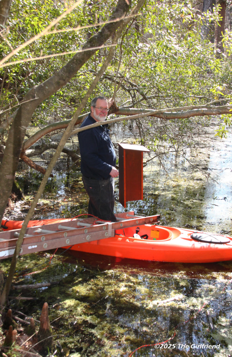 author standing in kayak posing next to newly-hung wood duck nest box