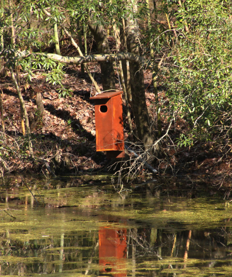 wood duck nest box suspended over pond