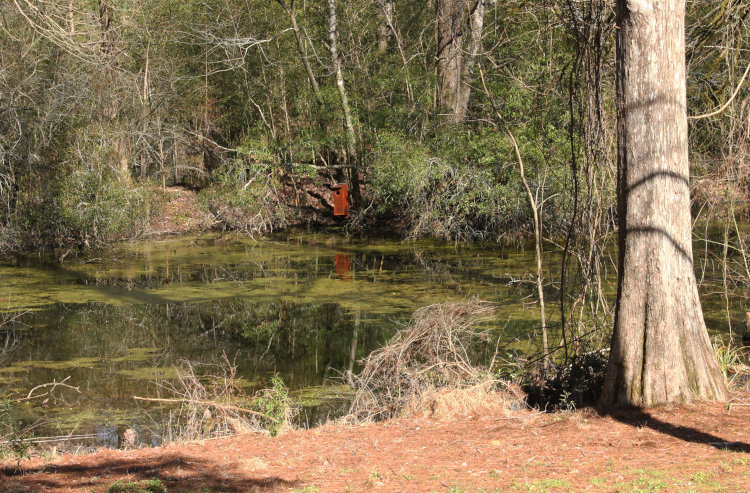 view of suspended wood duck nest box from opposite shore of pond