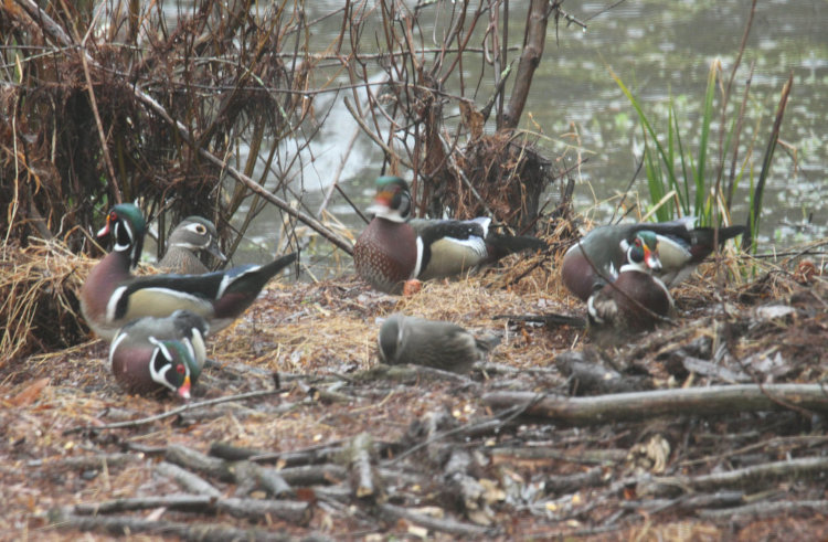 cluster of male and female wood ducks Aix sponsa foraging for corn in back yard