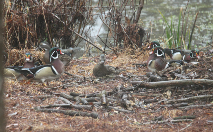 collection of male and female wood ducks Aix sponsa foraging for corn in back yard