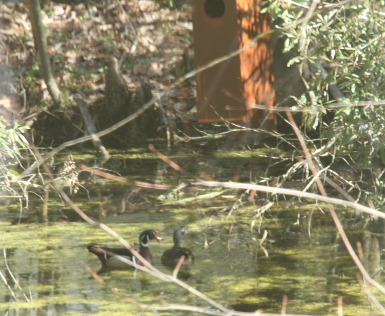 pair of wood ducks Aix sponsa underneath nest box on pond