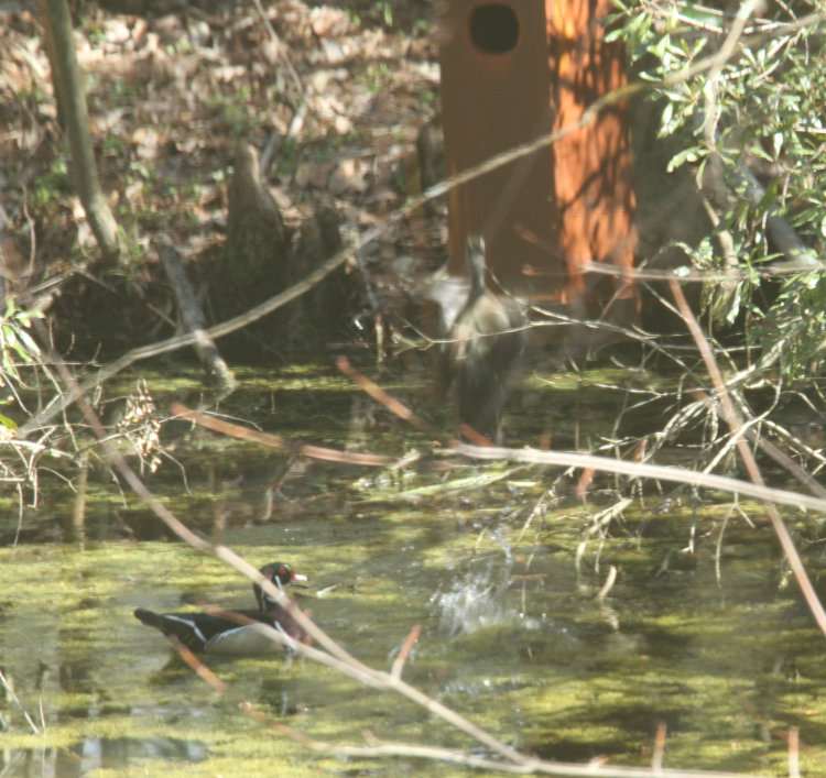 female wood duck Aix sponsa launching herself towards nest box while male watches