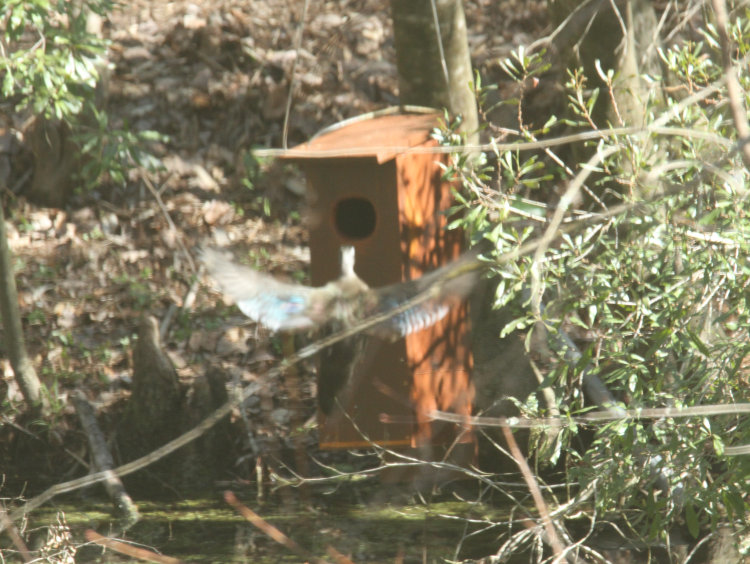 female wood duck Aix sponsa reaching mouth of nest box