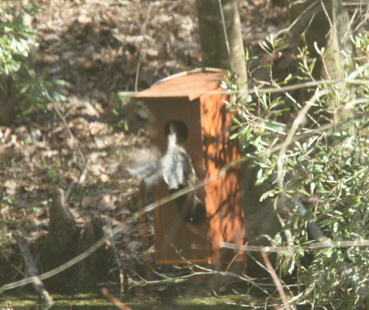 female wood duck Aix sponsa hovering momentarily outside opening of nest box