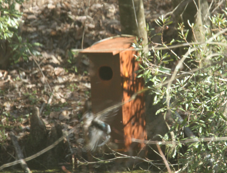 female wood duck Aix sponsa turning away from nest box after momentary inspection