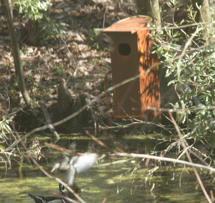 female wood duck Aix sponsa splashing down next to male after checking out nest box