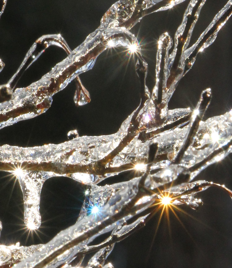 ice-covered Japanese maple catching the morning sun from behind with multi-colored sunbursts