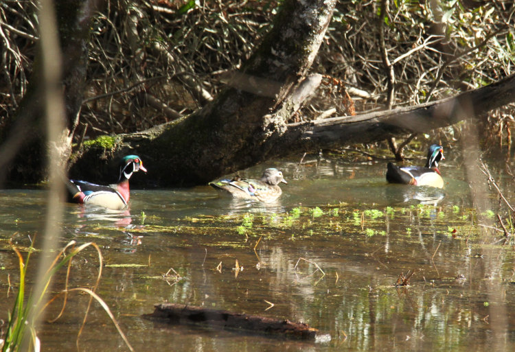 two male wood ducks Aix sponsa flanking a female as they head towards safer waters