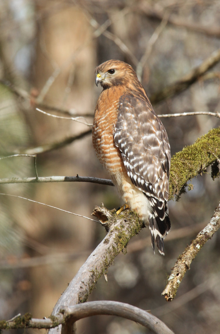 red-shouldered hawk Buteo lineatus perched in good light