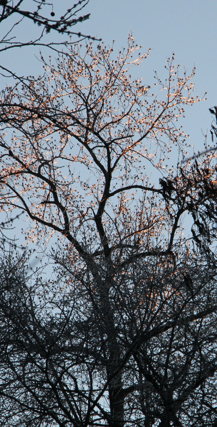 ice-covered bare American sweetgum Liquidambar styraciflua tree catching the first orange rays of the rising sun