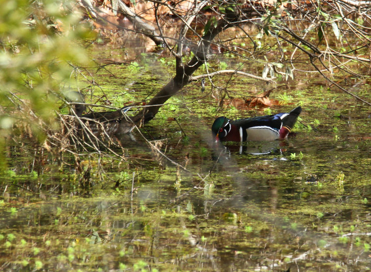 male and female wood ducks Aix spoansa showing both coloration and habits