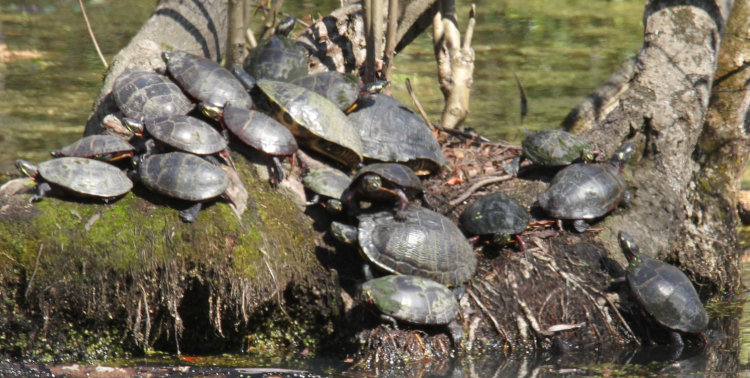 nineteen turtles sharing the same tiny island to bask