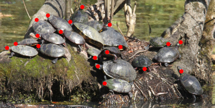 nineteen basking turtles with their heads marked