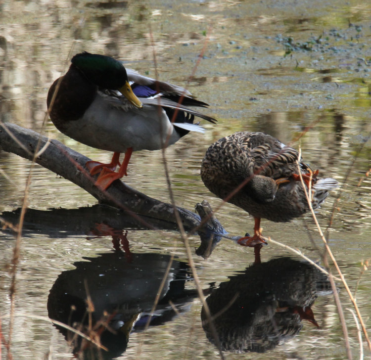 male mallard Anas platyrhynchos observing female during preening